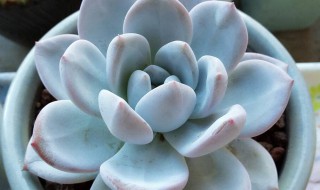 多肉怎么养的（怎么养好多肉植物）