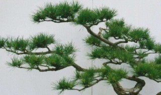 十大盆景名贵树种排名 盆景树种大全