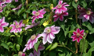 必买铁线莲十大品种（必买铁线莲三类勤花）