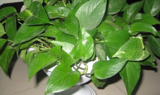 水培绿萝的养殖方法和注意事项 水培绿萝的养殖方法和注意事项大全