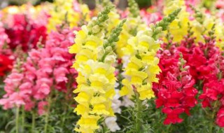金鱼草的养殖方法和注意事项 金鱼草
