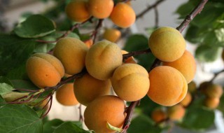 杏子的作用和功效 杏子的作用与功效