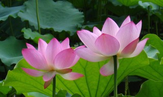 莲花和荷花一样吗 荷花与莲花有什么区别图片