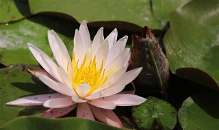 睡莲和荷花的区别（睡莲图片）