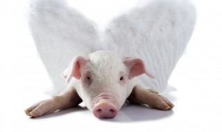 家禽和家畜的区别（家畜有哪些动物）