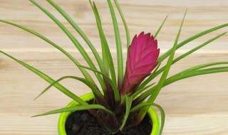 铁兰的养殖方法和注意事项（铁兰开花后中间扇子怎么处理）