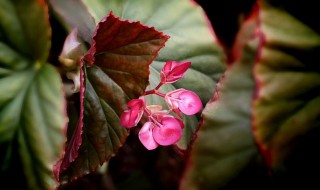 竹节海棠的养殖方法和注意事项 竹节海棠扦插方法