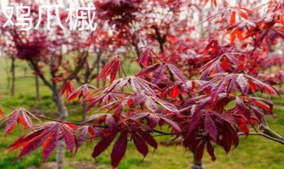 鸡爪槭和红枫的区别（鸡爪槭和红枫哪个贵）