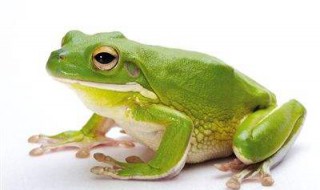 牛蛙和青蛙的区别