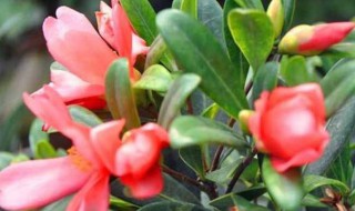 四季茶花的养殖方法和注意事项（茶花掉叶子是怎么回事）