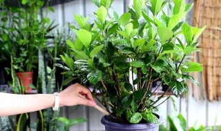 富贵树的养殖方法和注意事项（幸福树的养殖方法和注意事项）