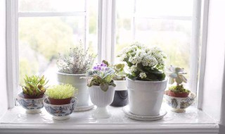 卧室里放什么植物比较好（卧室里放什么花好）