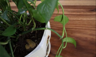 绿萝用什么土比较好养 种绿萝用什么肥料最好