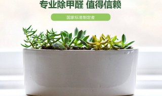 除甲醛最可靠的方法 除甲醛哪种方法最有效