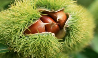 生板栗怎么去皮最快 生板栗怎么去皮最快又干净