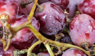 提子的保存最佳方法（提子的保存时间）