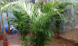 夏天养什么绿植比较好室内（夏天养什么绿植比较好室内温度）