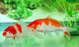 养什么样的鱼比较好 家里养什么样的鱼比较好