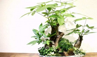 发财树什么时候扦插比较好（发财树什么时候扦插最好）