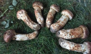 新鲜松茸怎么保存（野生松茸怎么保存）