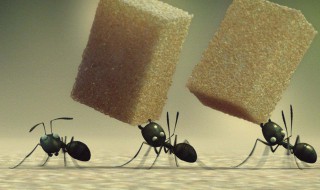 家里有蚂蚁怎么办能除根吗（家里面有蚂蚁怎样能除根）