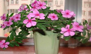 四季梅的养殖方法和注意事项（四季梅）