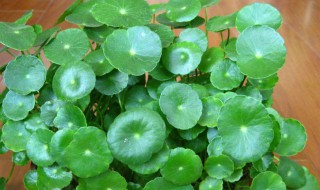 铜钱草水培怎么养爆盆（铜钱草水培怎么养爆盆半土半水）