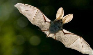 蝙蝠飞到家里怎么驱赶（蝙蝠飞到家里会有细菌感染吗）