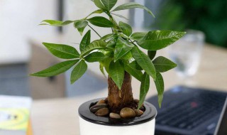 发财树叶子发黄了怎么办 水养的发财树叶子发黄了怎么办