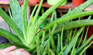 芦荟怎么养殖（芦荟的养殖方法和注意事项）