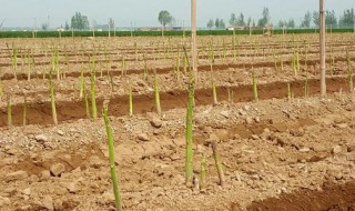 芦笋种植时间和方法 芦笋种植多少年才能收芦笋