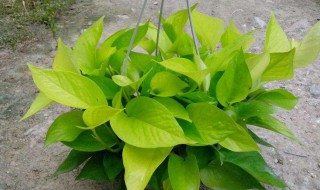 绿萝叶子发黄怎么办? 水培绿萝叶子发黄怎么办