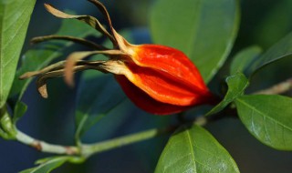 栀子泡水喝有什么好处 栀子泡水喝有什么好处和坏处