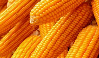 玉米靠什么传播种子（写出几种植物传播种子的方法）