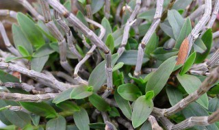 石斛有什么作用与功效 石斛的功效及用途