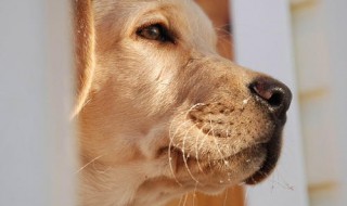 梦见狗咬自己（梦见狗咬自己的腿是什么预兆）