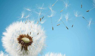 婆婆丁是什么 婆婆丁和蒲公英是一种植物吗