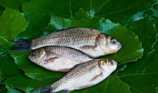 钓鲤鱼用什么鱼饵 钓鲤鱼最顶级的绝杀饵