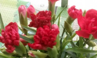 红色康乃馨花语（康乃馨花语和寓意）