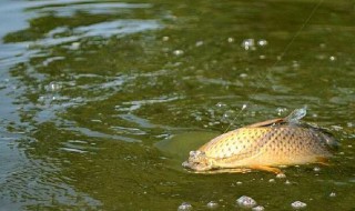 钓鲤鱼用什么饵料 现在钓鲤鱼用什么饵料好钓