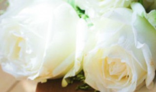 白玫瑰 白玫瑰图片