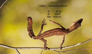 女人见到壁虎什么预兆 女人见到壁虎什么预兆水世界高青水世界