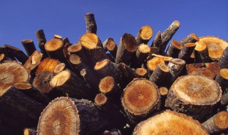 木头生虫怎么解决（木头生虫怎么解决的）