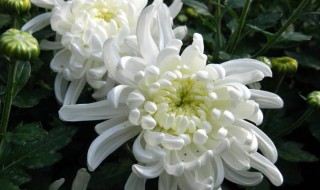 菊花的象征意义（菊花的象征意义和精神品质）