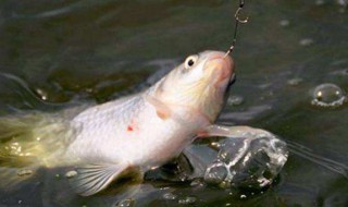 怎样钓鲤鱼要什么饵料（怎样钓鲤鱼要什么饵料好钓）