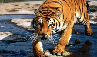 梦到老虎是什么意思 梦到老虎舔我是什么意思