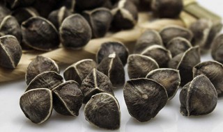 辣木籽都有什么功效 辣木籽有什么功效和作用图片