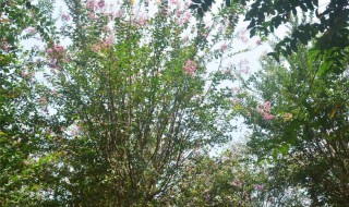 痒痒树是什么树 痒痒树是什么树蚂蚁