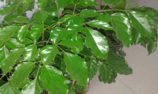 幸福树掉叶子怎么挽救（幸福树叶子发黄脱落怎样挽救）