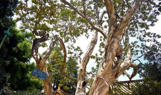 植物也怕痒哪种植物被称为痒痒树（植物也怕痒,哪些植物）